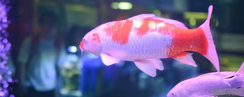 芥子锦鲤怎么挑选