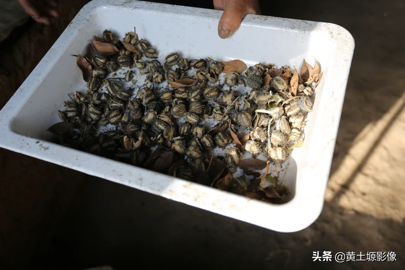 农村原来常见的一植物能榨油能治病,如今成了“稀罕物”,是个啥