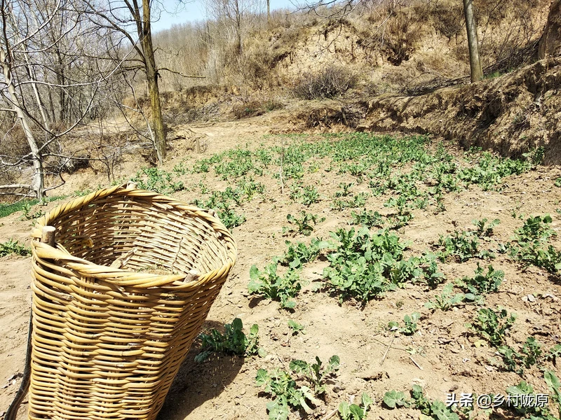看完就明白了!从种植到收获、再到餐桌,图说油菜籽一生一世