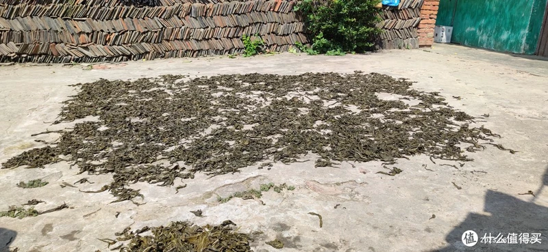 你见过长在地里的芝麻吗?你吃过它的叶子吗?