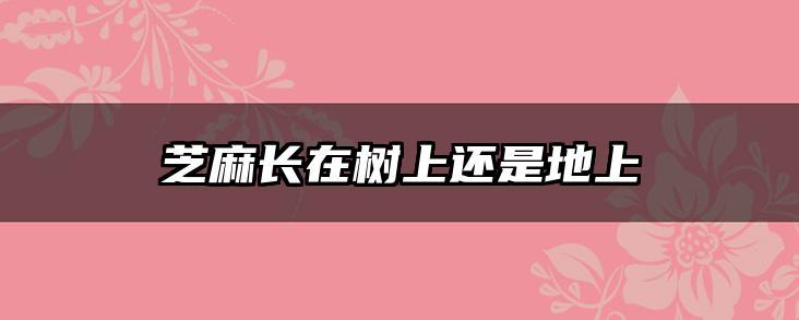 芝麻长在树上还是地上