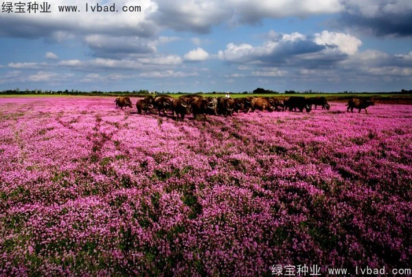 红花草种子