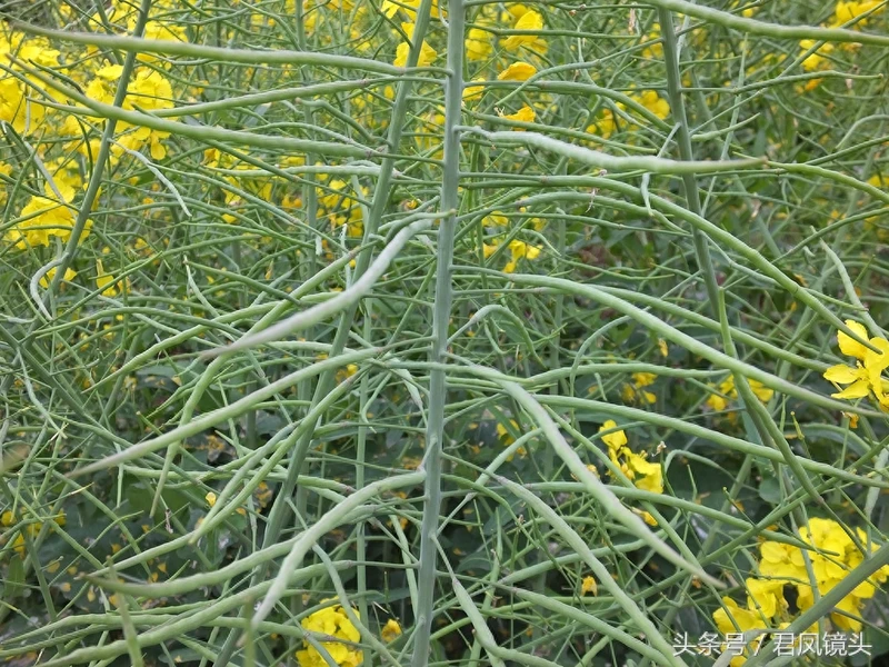 油菜子又名芸苔子 榨油食用还可入药