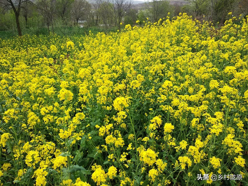 看完就明白了!从种植到收获、再到餐桌,图说油菜籽一生一世