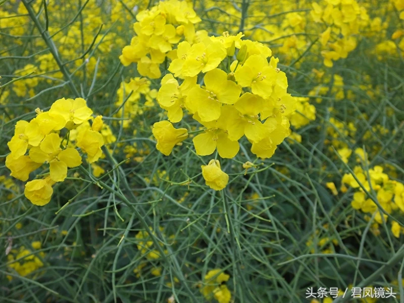 油菜子又名芸苔子 榨油食用还可入药