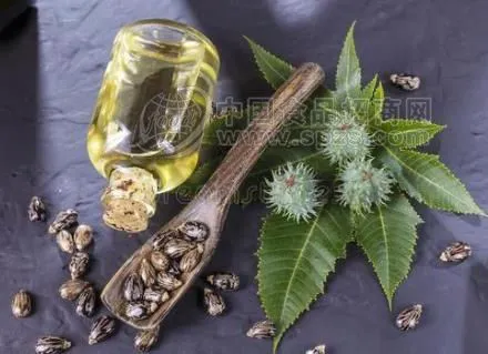 蓖麻价格?蓖麻价格多少钱一斤!