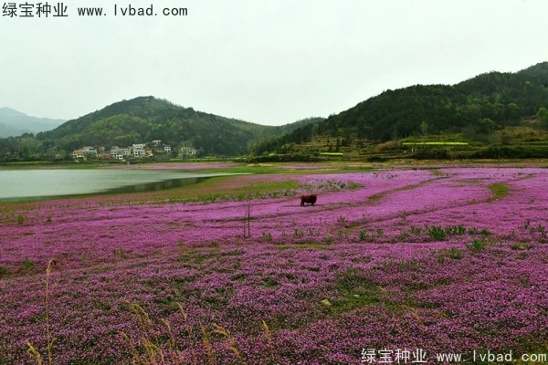 红花草种子