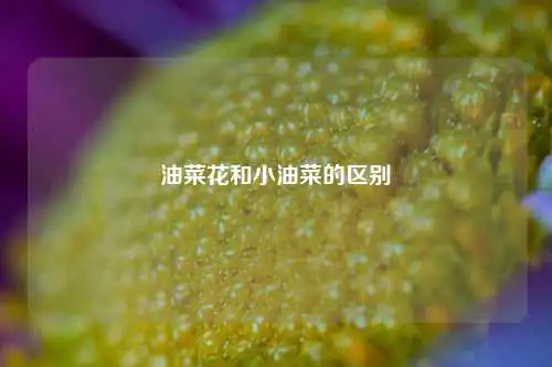 油菜花和小油菜的区别