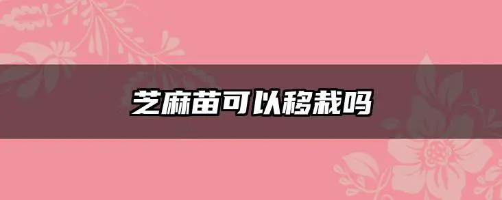 芝麻苗可以移栽吗