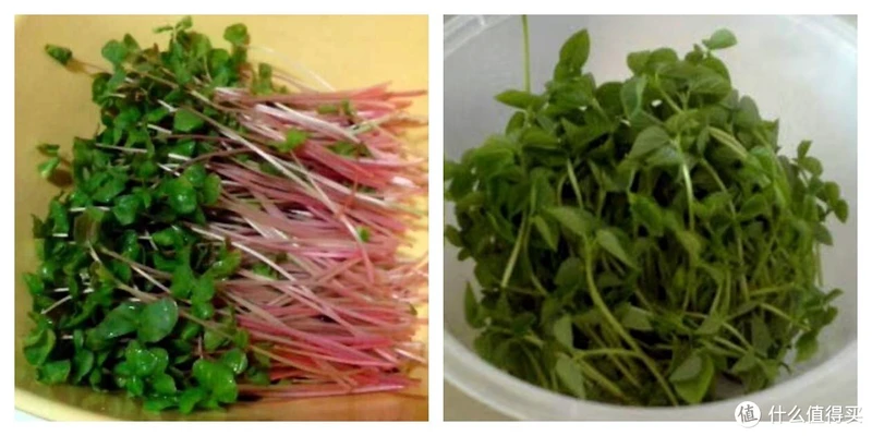 粉色的荞麦苗,红豆长出的“相思苗”