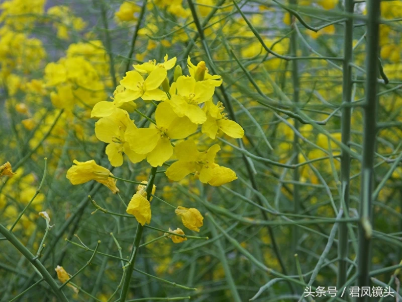 油菜子又名芸苔子 榨油食用还可入药
