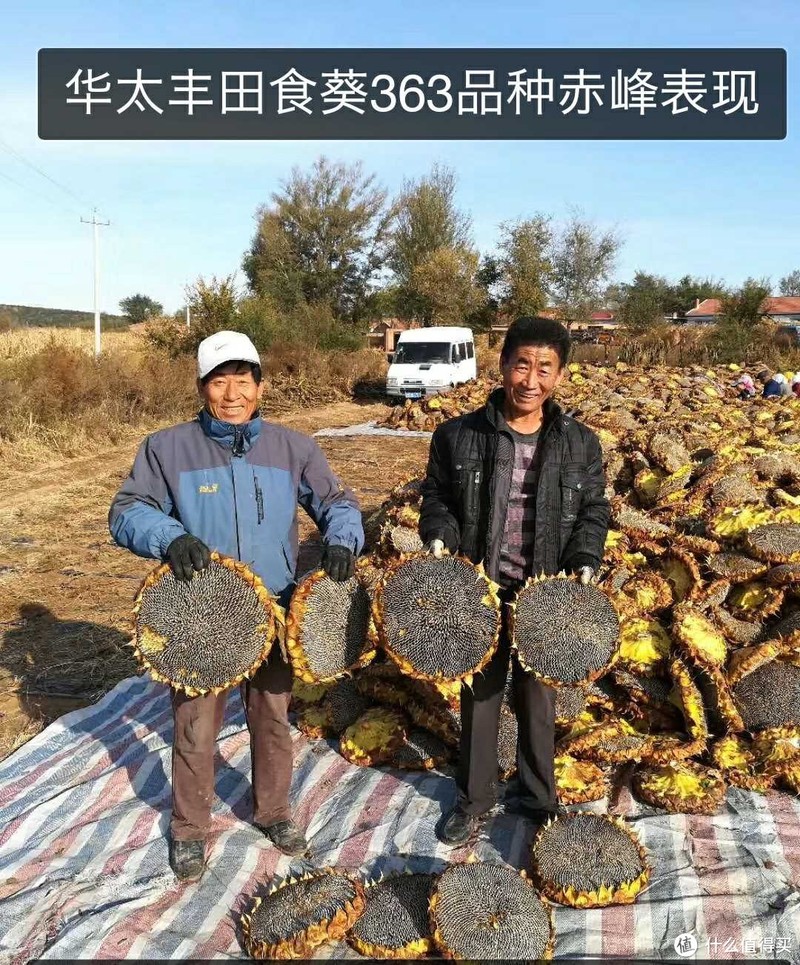363葵花种子哪家厂家好 363食葵品种价格 高产食用向日葵种子产地公司