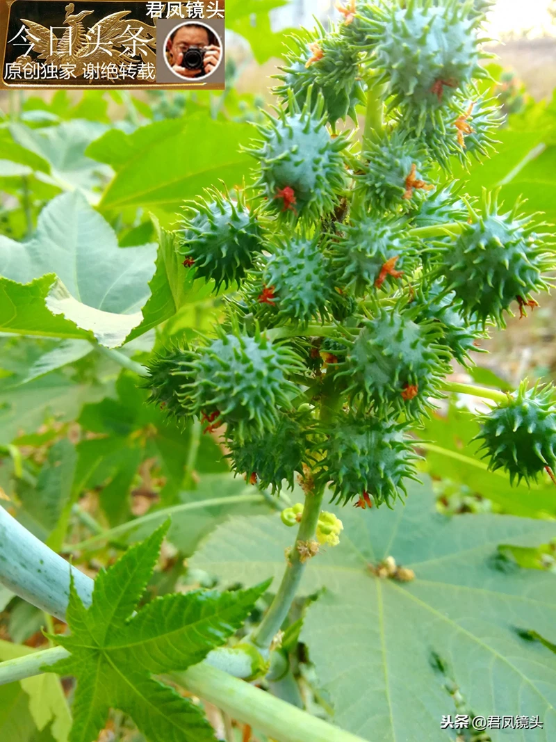 湖北宜昌:居民种植蓖麻,与城市高楼相映;蓖麻子治乳痈抗肿瘤