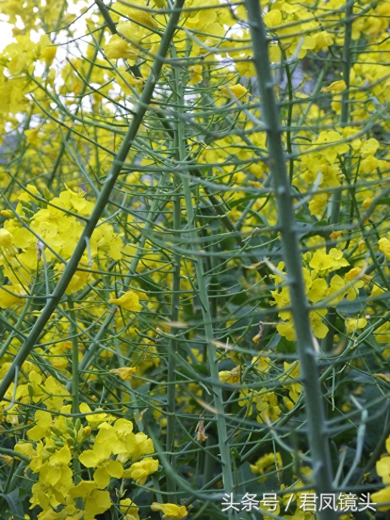 油菜子又名芸苔子 榨油食用还可入药