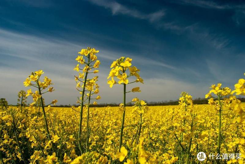 菜籽油批发！10款网上最受欢迎的菜籽油，低至4.3元/斤