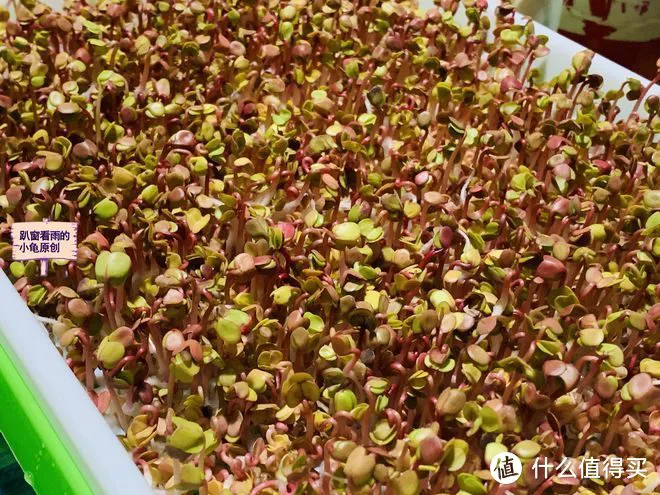 “春吃芽,鲜掉牙”,鲜香又嫩,既顺应时节,又鼓励生发之气,倍益健康