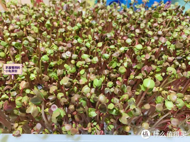 “春吃芽,鲜掉牙”,鲜香又嫩,既顺应时节,又鼓励生发之气,倍益健康