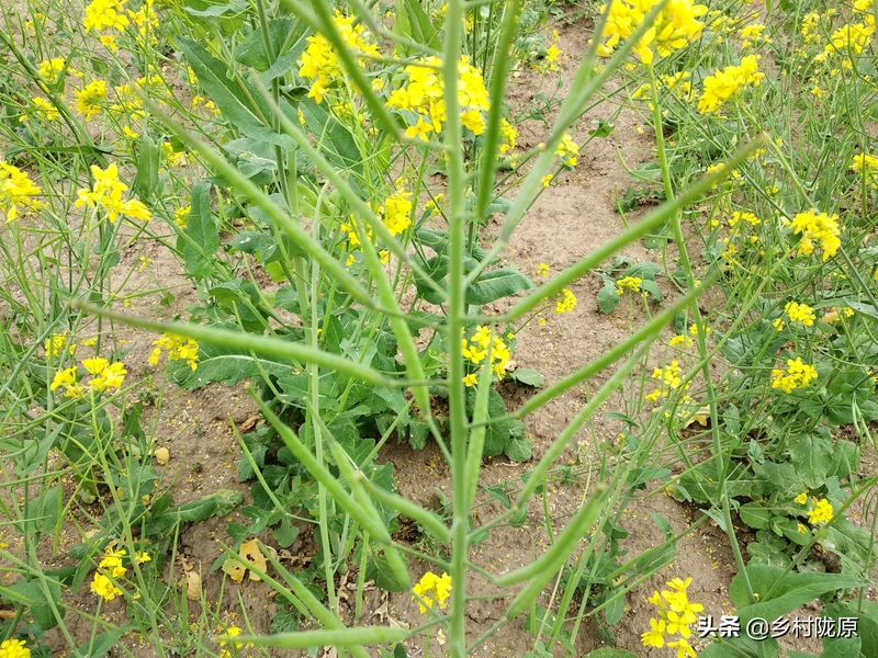看完就明白了!从种植到收获、再到餐桌,图说油菜籽一生一世