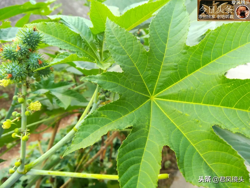 湖北宜昌:居民种植蓖麻,与城市高楼相映;蓖麻子治乳痈抗肿瘤