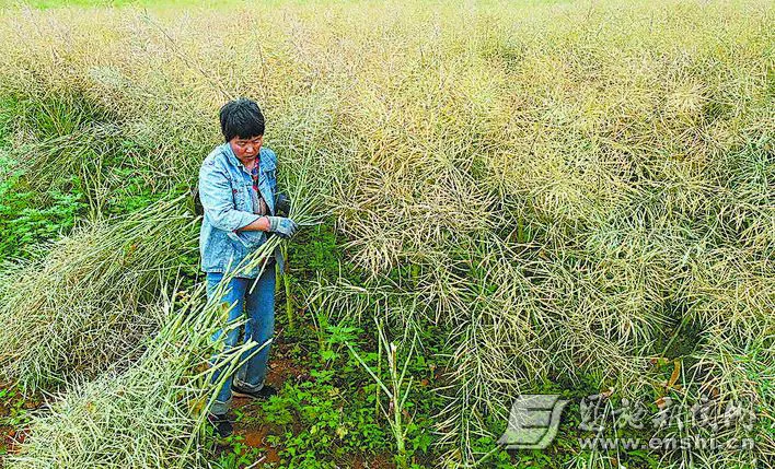 5月28日，恩施市崔家坝镇香炉坝村村民在田间收割油菜。全媒体记者曾月 摄