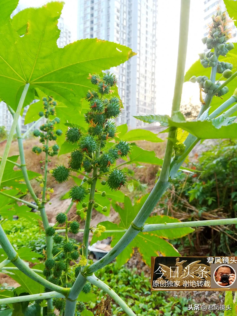 湖北宜昌:居民种植蓖麻,与城市高楼相映;蓖麻子治乳痈抗肿瘤