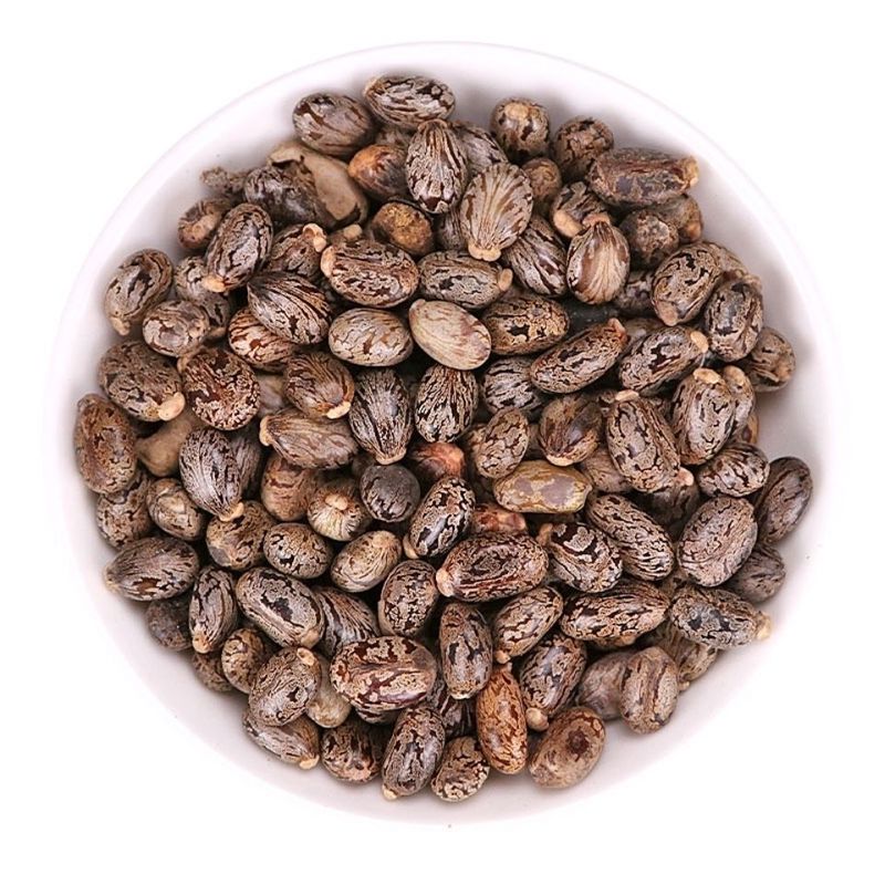 蓖麻籽 蓖麻籽油能吃吗有毒吗