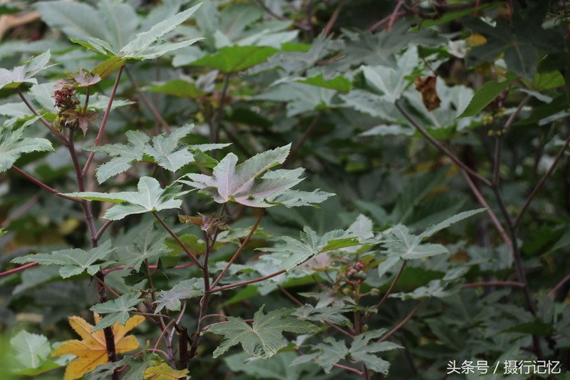 红蓖麻:有剧毒,治风湿痛、癫痫、破伤风、脱肛等顽疾
