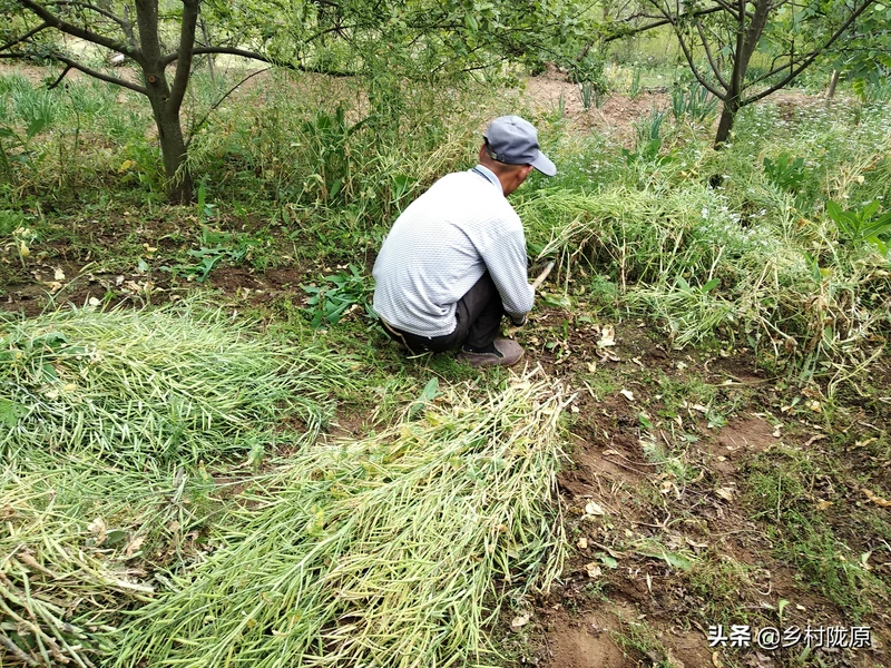 看完就明白了!从种植到收获、再到餐桌,图说油菜籽一生一世