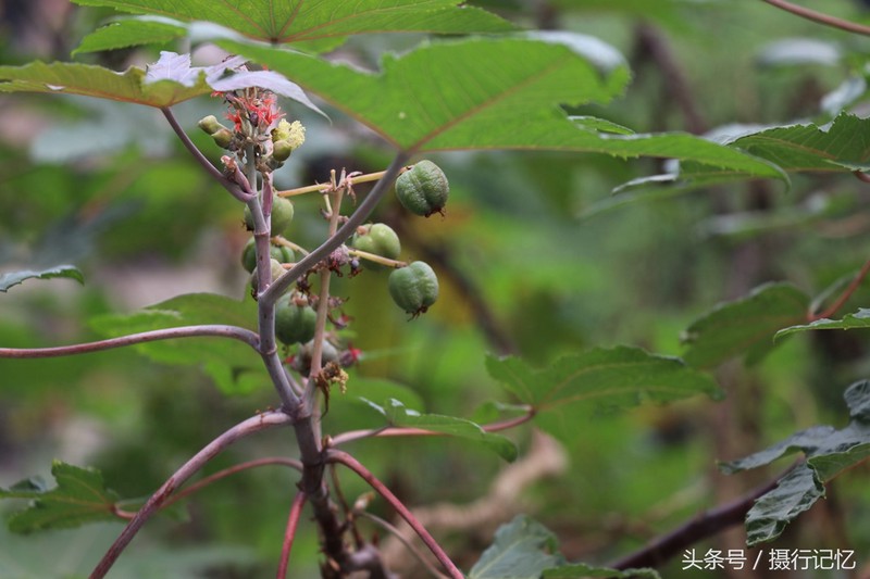 红蓖麻:有剧毒,治风湿痛、癫痫、破伤风、脱肛等顽疾