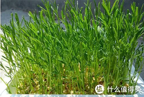“春吃芽,鲜掉牙”,鲜香又嫩,既顺应时节,又鼓励生发之气,倍益健康