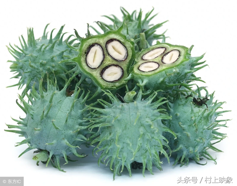 农村蓖麻浑身都是宝,可入药,种子营养价值高却含有毒素