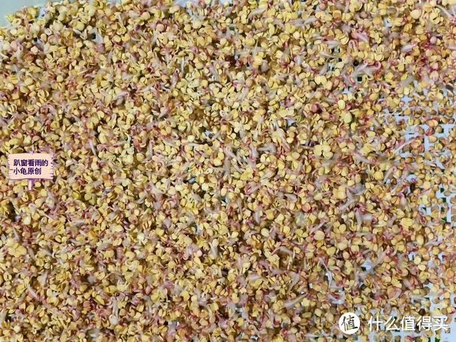“春吃芽,鲜掉牙”,鲜香又嫩,既顺应时节,又鼓励生发之气,倍益健康