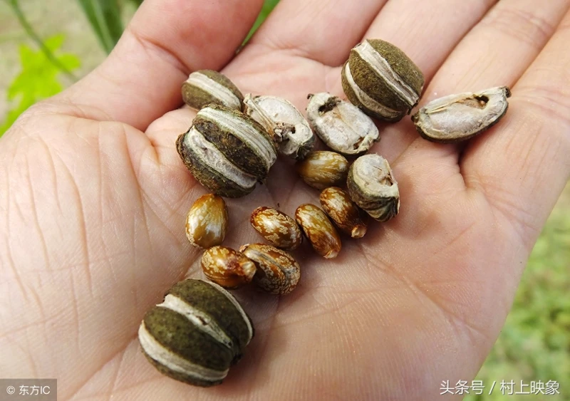农村蓖麻浑身都是宝,可入药,种子营养价值高却含有毒素