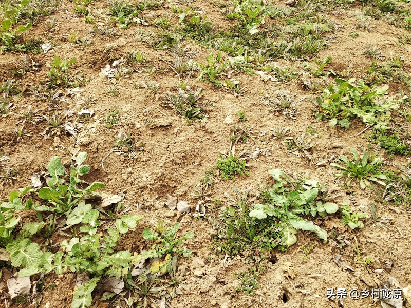 看完就明白了!从种植到收获、再到餐桌,图说油菜籽一生一世