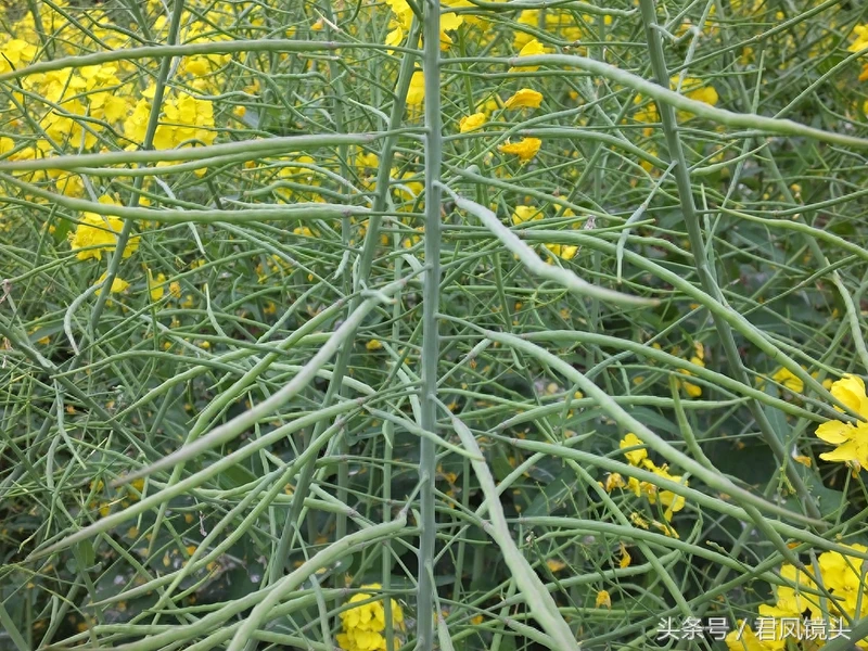 油菜子又名芸苔子 榨油食用还可入药