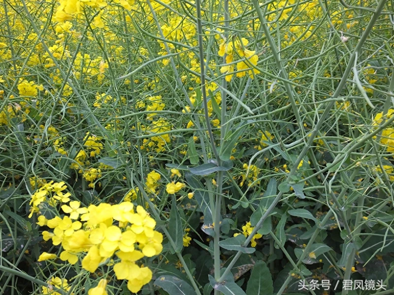 油菜子又名芸苔子 榨油食用还可入药