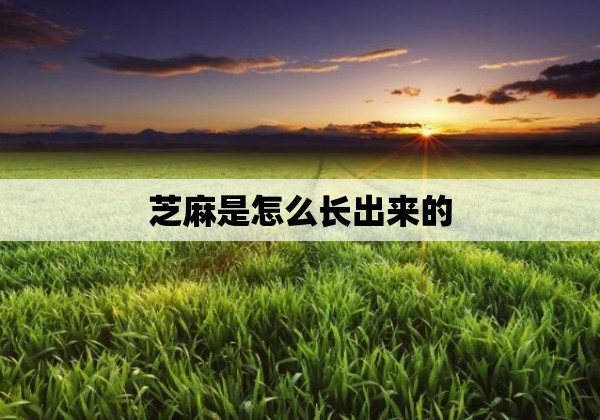 芝麻是怎么长出来的