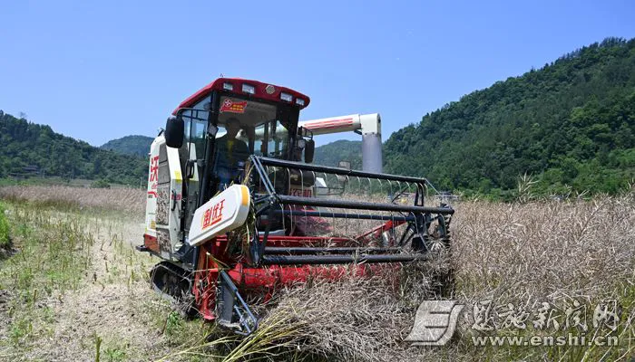 5月23日，咸丰县清坪镇中寨坝村的高标准农田里，农机手驾驶联合收割机收割油菜。（全媒体记者 曾月 摄）