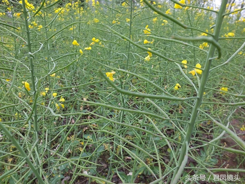 油菜子又名芸苔子 榨油食用还可入药