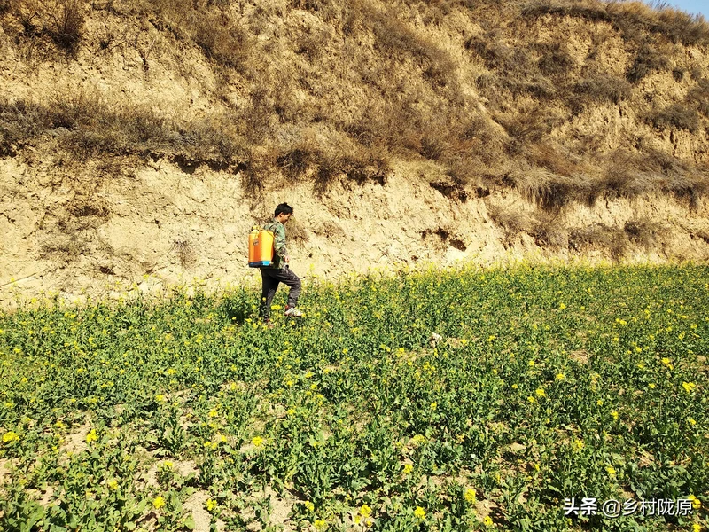 看完就明白了!从种植到收获、再到餐桌,图说油菜籽一生一世
