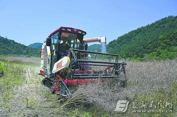5月23日，咸丰县清坪镇中寨坝村的高标准农田里，农机手驾驶联合收割机收割油菜。全媒体记者曾月 摄