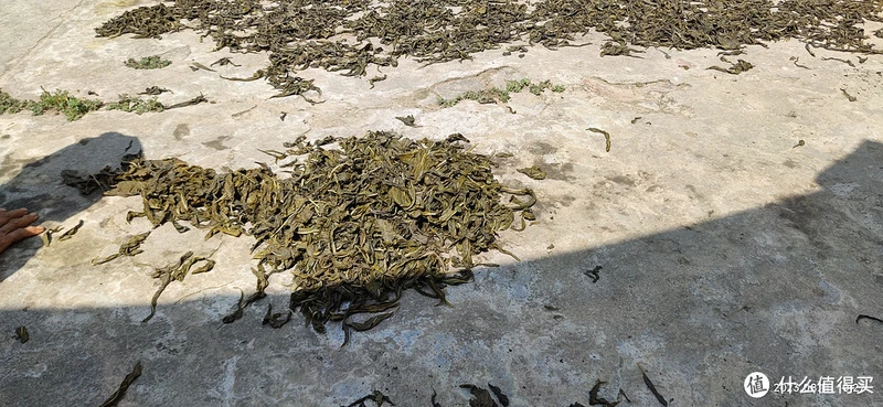 你见过长在地里的芝麻吗?你吃过它的叶子吗?