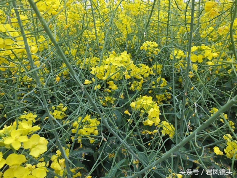 油菜子又名芸苔子 榨油食用还可入药