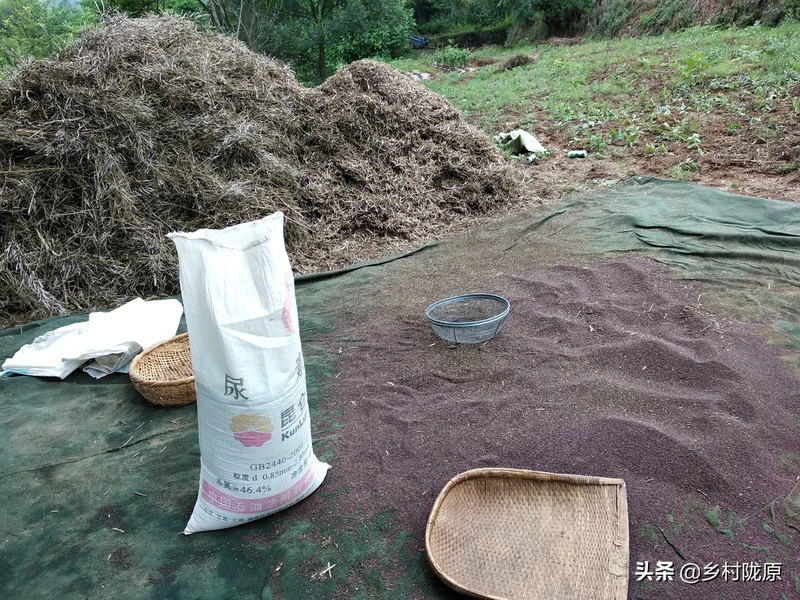 看完就明白了!从种植到收获、再到餐桌,图说油菜籽一生一世