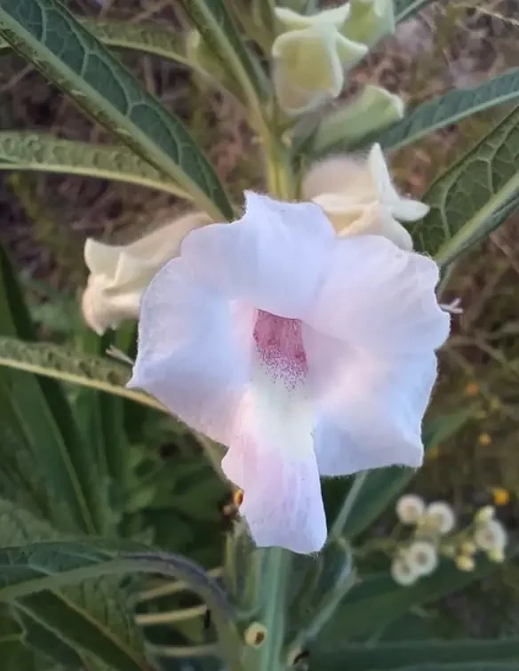 芝麻