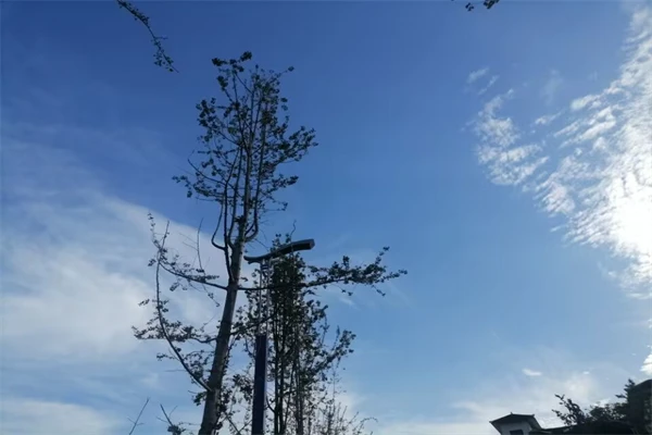 黑芝麻为什么有苦味