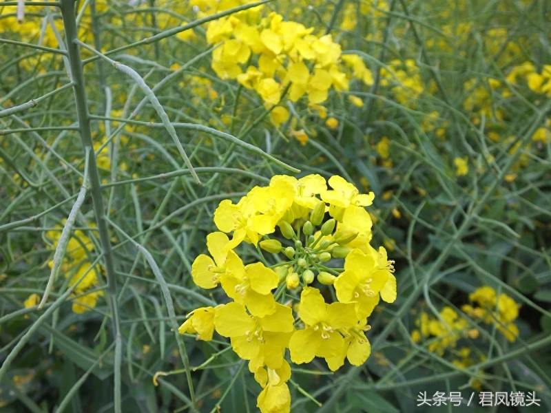 油菜子又名芸苔子 榨油食用还可入药