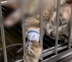 醉酒店老板砍怀孕流浪猫14刀