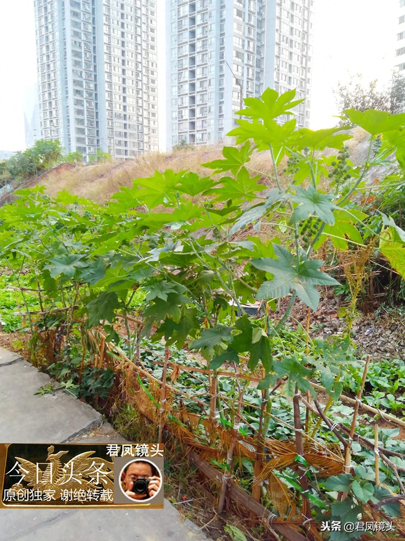 湖北宜昌:居民种植蓖麻,与城市高楼相映;蓖麻子治乳痈抗肿瘤