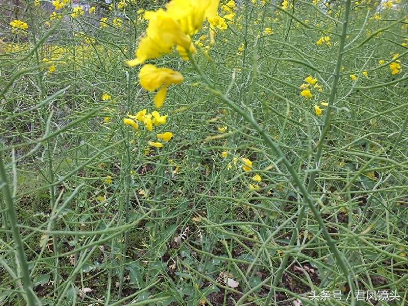 油菜子又名芸苔子 榨油食用还可入药